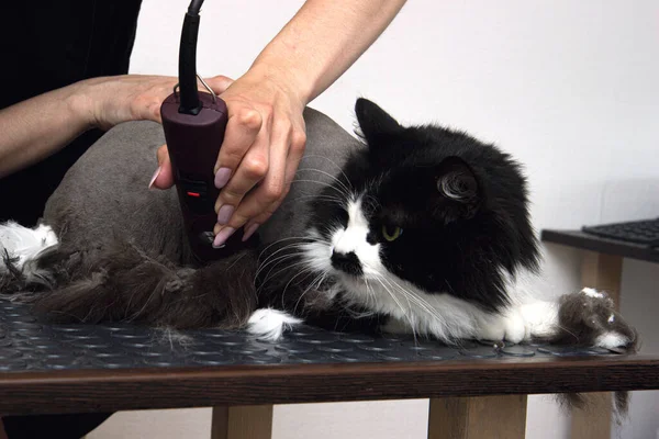 Groomer cut cat hair in the pet beauty salon. Domestic cat cut hair care with a trimmer