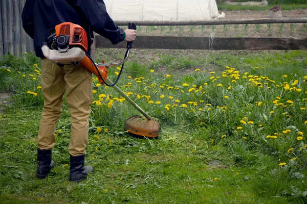 Trädgårdsmästaren Klipper Gräset Med Gula Maskrosor Med Handgräsklippare Närbild Trimmer — Stockfoto