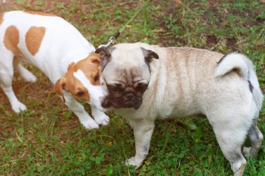 Jack Russel terrier ve köpek dışarıda birbirlerini kokluyorlar.