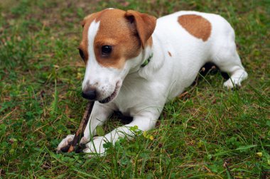 Jack Russell Terrier köpeği yeşil çimlerin üzerinde yatar ve bir çubuk kemirir.
