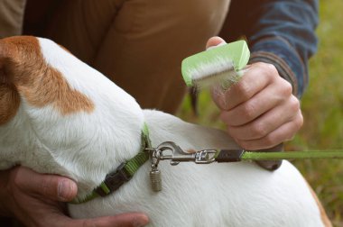 Jack Russell teriyer köpeğini metal tarağıyla tarıyor. Mevsimlik evcil hayvan tüy dökme ve sahibi tarafından fazlalıkların çıkarılması
