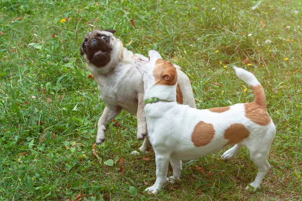 Tatlı Jack Russell Terrier Köpeği Parkta Oynayan Komik Pug Köpeği — Stok fotoğraf