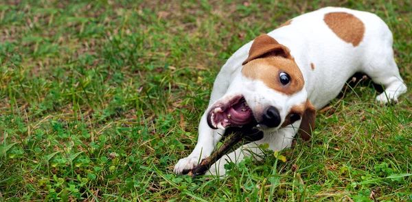 Jack Russell Terrier Dog Lies Green Grass Gnaws Stick — Stock Photo, Image