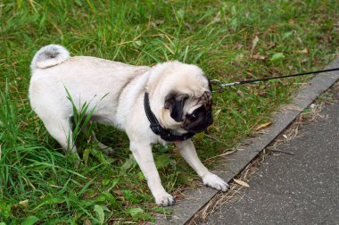 Dog pug lagging behind refuses to walk and drags leash in opposite way clipart