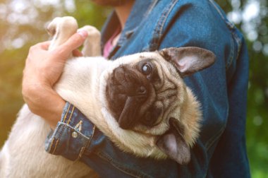 Gün batımında elinde köpek pisliği tutan mutlu genç adam. Yorgun bir boksörün komik yüzü. Yakından.