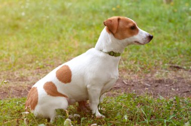 Jack Russell Terrier köpeği çimlerin üzerinde oturuyor, yan görüş, profil