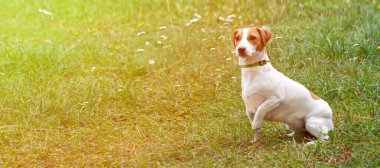 Jack Russell Terrier köpeği çimlerin üzerinde oturuyor, kenar manzaralı, kopyalama alanı olan