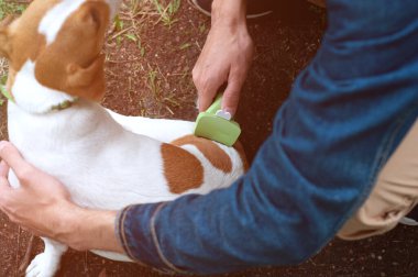 Jack Russell teriyer köpeğini metal tarağıyla tarıyor. Mevsimlik evcil hayvan tüy dökme ve sahibi tarafından fazlalıkların çıkarılması