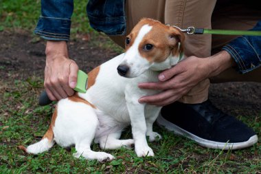 Jack Russell teriyer köpeğini metal tarağıyla tarıyor. Mevsimlik evcil hayvan tüy dökme ve sahibi tarafından fazlalıkların çıkarılması