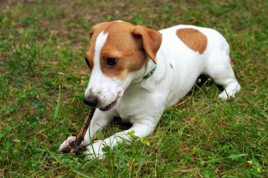 Jack Russell Terrier köpeği yeşil çimlerin üzerinde yatar ve bir çubuk kemirir.