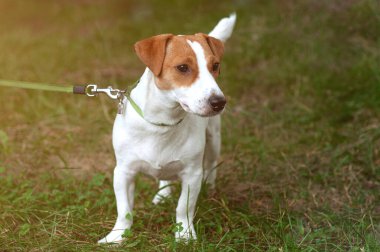 Jack Russell Terrier köpeği çimlerin üzerinde yürüyor, dışarıda.