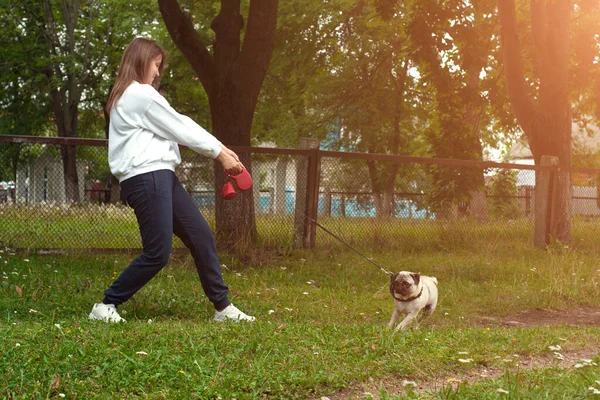 Pes Pug Zaostávající Odmítá Chodit Táhne Vodítko Opačným Směrem — Stock fotografie