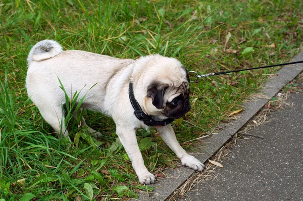 Dog Pug Lagging Refuses Walk Drags Leash Way — Stock Photo, Image
