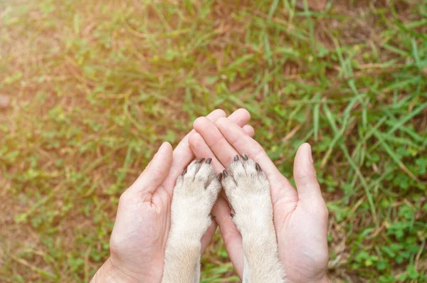 Humano Conexión Animal Perro Concepto Confianza Amistad Con Espacio Copia —  Fotos de Stock