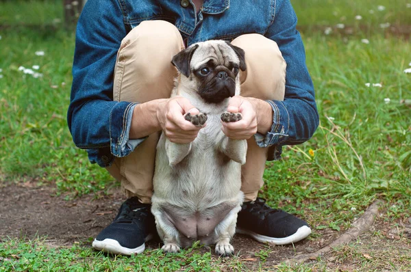 Man His Pug Dog Playing Outdoor Park Young Owner Hugs — Stock Photo, Image