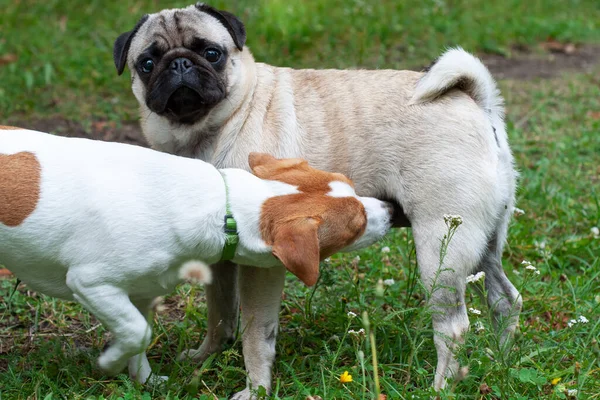 Jack Russel Terrier Pug Dog Olfateándose Unos Otros Prado —  Fotos de Stock