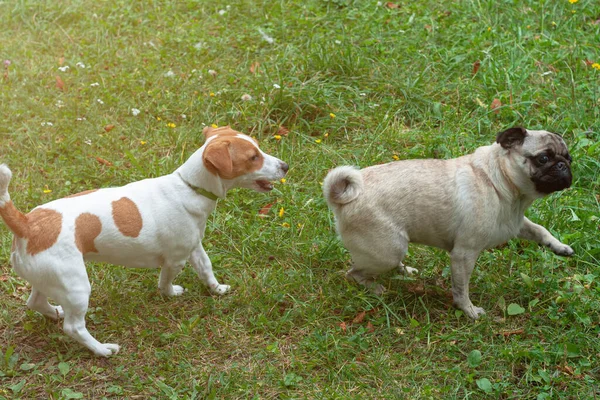 かわいいジャックは 公園で遊んでテリア犬や面白いパグ犬を販売しています 犬の友情 — ストック写真