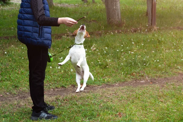 Jack Russell Cão Terrier Saltando Para Vara Campo Com Grama — Fotografia de Stock