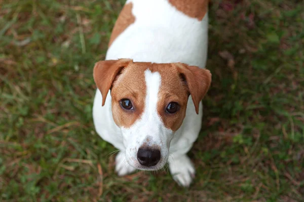 Mutlu Aktif Genç Jack Russell Terrier Köpeği Beyaz Kahverengi Renkli — Stok fotoğraf