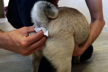 Adam bir köpek pugunun paraanal bezlerini temizliyor. Köpeklerin sağlığı için gerekli bir prosedür. Hayvan bakımı.