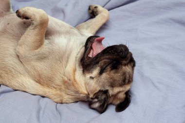 Tatlı pug dog uyuyor ve yatakta esniyor. Evcil hayvanla sıcak bir sonbahar sabahı