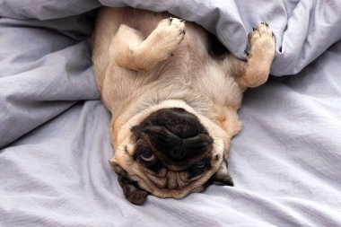 Evde, yatakta uyuyan küçük sevimli bir köpek. Günaydın evcil köpekle.