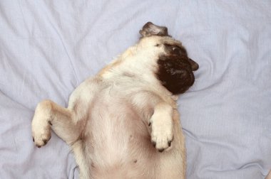 Evde, yatakta uyuyan küçük sevimli bir köpek. Günaydın evcil köpekle.