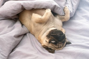 Evde, yatakta uyuyan küçük sevimli bir köpek. Günaydın evcil köpekle.