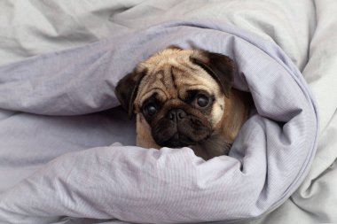 Evde, yatakta uyuyan küçük sevimli bir köpek. Günaydın evcil köpekle.