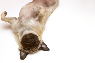 Beyaz arka planda sırt üstü uzanan sevimli köpek pugları - seçici odak.
