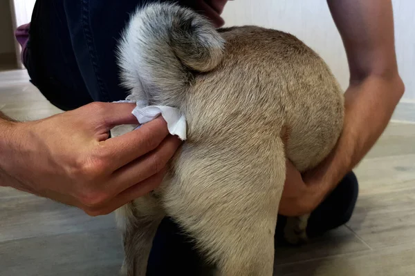 Adam bir köpek pugunun paraanal bezlerini temizliyor. Köpeklerin sağlığı için gerekli bir prosedür. Hayvan bakımı.