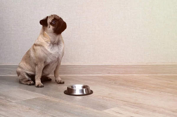 Pug Dog Está Esperando Por Comida Uma Tigela Vazia Cozinha — Fotografia de Stock