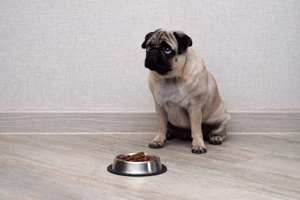 Pequeno Cão Pug Bonito Sentado Esperando Para Comer Sua Tigela — Fotografia de Stock