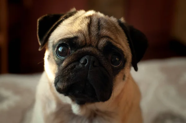 Cão Bonito Raça Pug Olhando Para Câmera Com Cara Engraçada — Fotografia de Stock