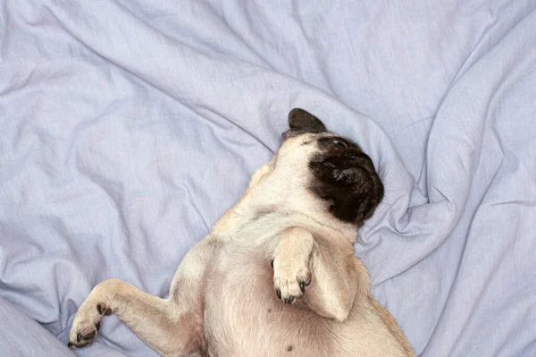 Kis Aranyos Mopszli Kutya Alszik Otthon Ágyon Reggelt Kutyával — Stock Fotó