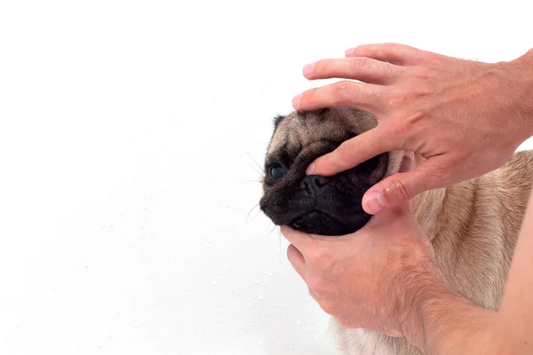 Close Man Hand Clean Wash Dog Nose Pug Breed Cleanning — Stock Photo, Image