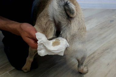 Adam bir köpek pugunun paraanal bezlerini temizliyor. Köpeklerin sağlığı için gerekli bir prosedür. Hayvan bakımı.