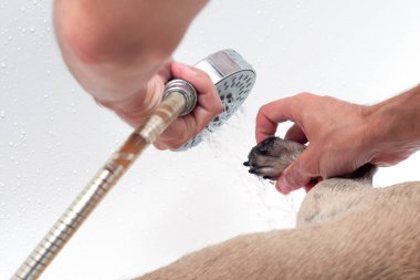 Yürüyüşten sonra patilerini duşta yıkayan pug köpeğinin sahibi. Sıradan köpek bakımı ve hijyen kavramı.