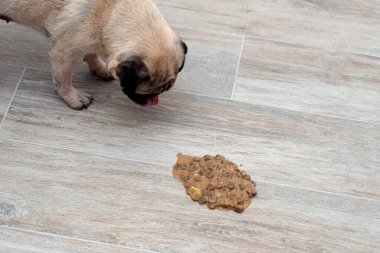 Oturma odasında yerdeki köpek kusmuğu, hasta köpek kendini iyileştirmek için kustu. Yakın plan. evcil hayvan zehirlenmesi,