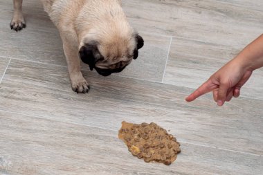 Oturma odasında yerdeki köpek kusmuğu, hasta köpek kendini iyileştirmek için kustu. Yakın plan. evcil hayvan zehirlenmesi,