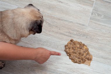 Oturma odasında yerdeki köpek kusmuğu, hasta köpek kendini iyileştirmek için kustu. Yakın plan. evcil hayvan zehirlenmesi,