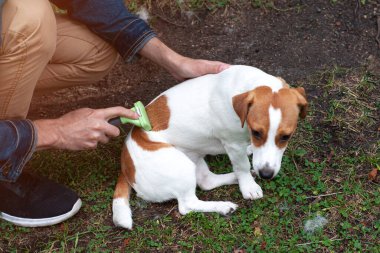 Jack Russell teriyer köpeğini metal tarağıyla tarıyor. Mevsimlik evcil hayvan tüy dökme ve sahibi tarafından fazlalıkların çıkarılması