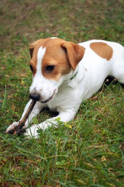 Jack Russell Terrier köpeği yeşil çimlerin üzerinde yatar ve bir çubuk kemirir.