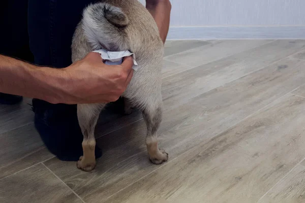 Adam bir köpek pugunun paraanal bezlerini temizliyor. Köpeklerin sağlığı için gerekli bir prosedür. Hayvan bakımı.