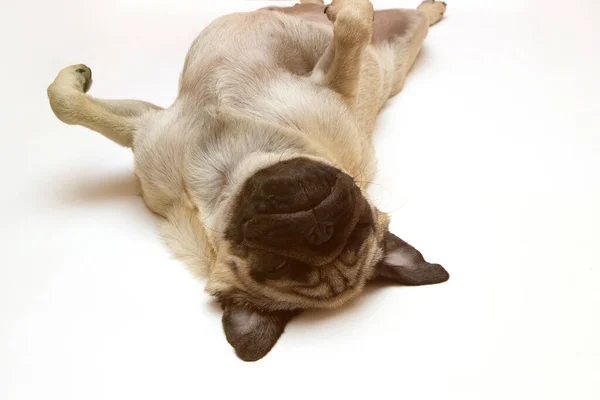 Милый Маленький Собачий Мопс Лежит Спине Вверх Ногами Белом Фоне — стоковое фото