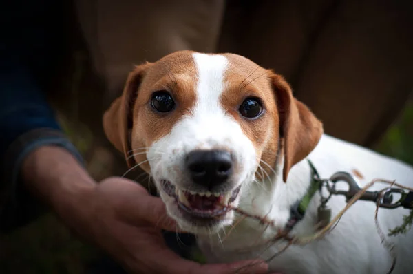Enfurecido Perro Agresivo Enojado Sonriendo Jack Russell Terrier Con Colmillos — Foto de Stock