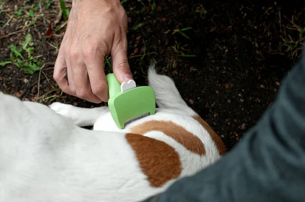 Persoon Kamt Jack Russell Terriër Hond Met Een Metalen Grooming — Stockfoto