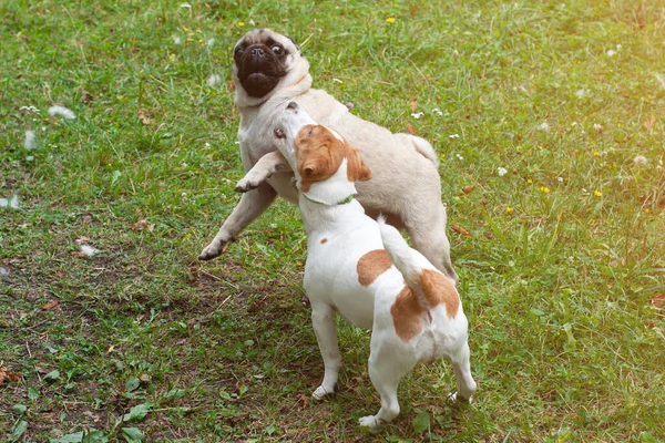 可爱的杰克鲁塞尔小狗和滑稽的哈巴狗在公园里玩耍 狗的友谊 — 图库照片