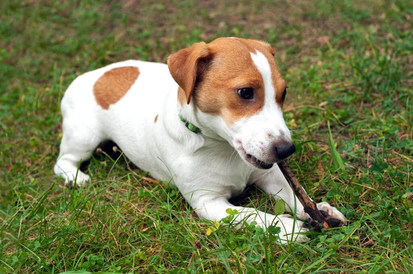 Jack Russell Terrier Perro Encuentra Hierba Verde Roe Palo — Foto de Stock
