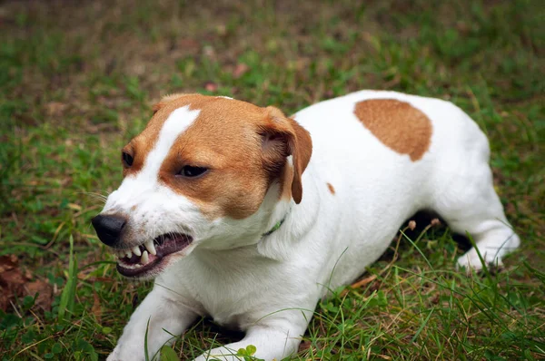 Enraged aggressive, angry dog. Grinning Jack Russell terrier with a bared fangs.